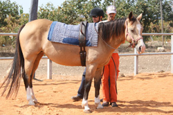 Therapeutic Horseback Riding