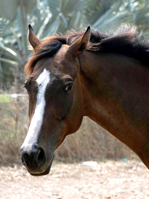 Horses - Henrey