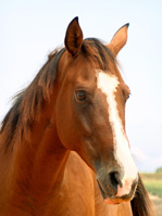 Horses - Lola